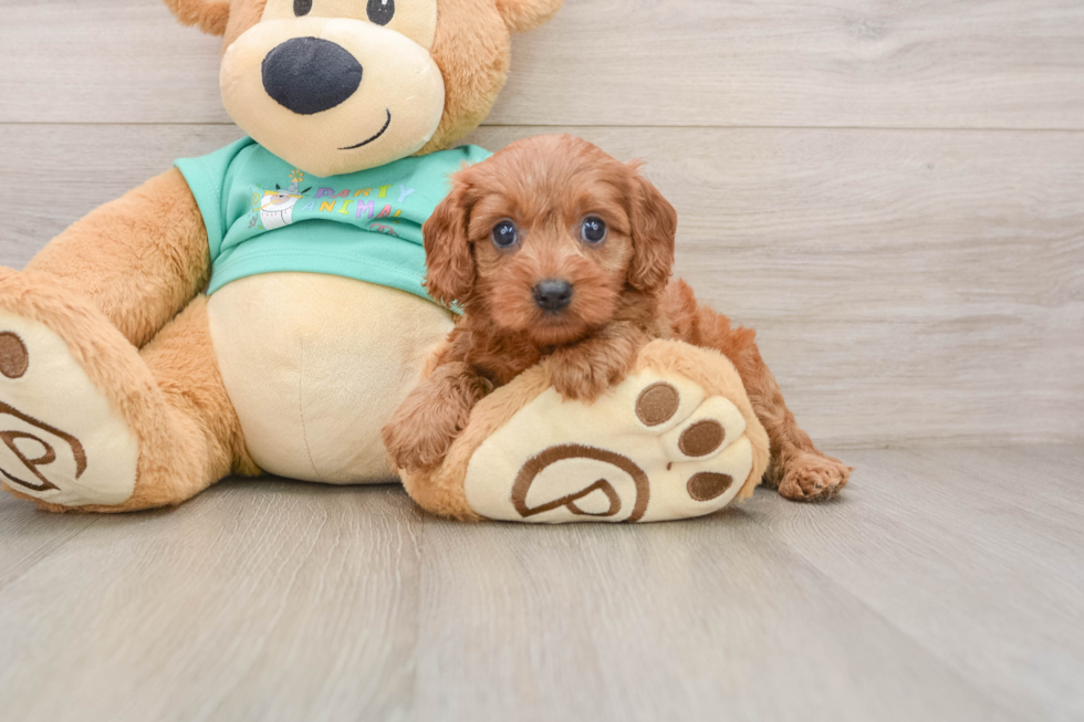 Cavapoo Puppy for Adoption