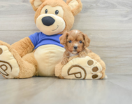 9 week old Cavapoo Puppy For Sale - Pilesgrove Pups