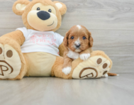 7 week old Cavapoo Puppy For Sale - Pilesgrove Pups