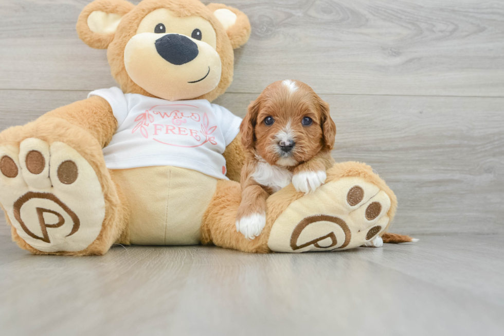 Smart Cavapoo Poodle Mix Pup