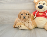 8 week old Cavapoo Puppy For Sale - Pilesgrove Pups