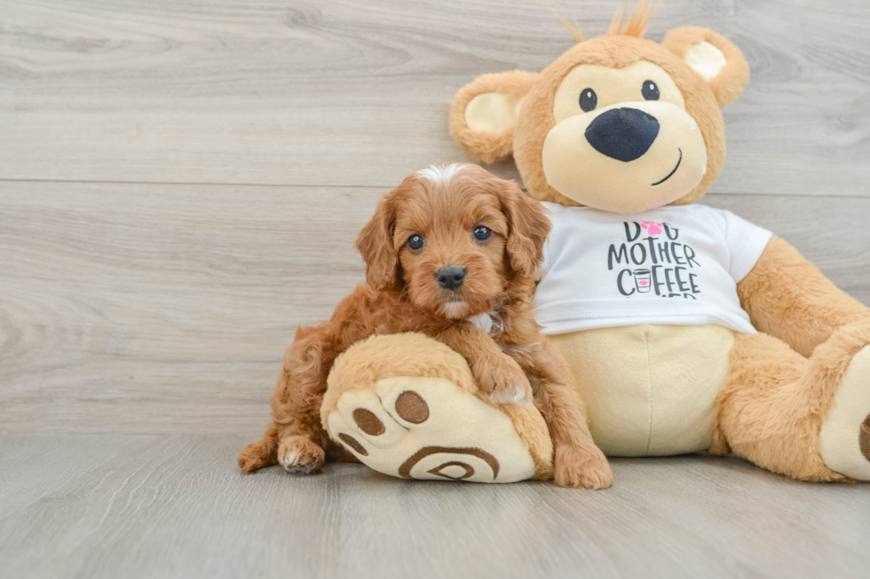 Popular Cavapoo Poodle Mix Pup