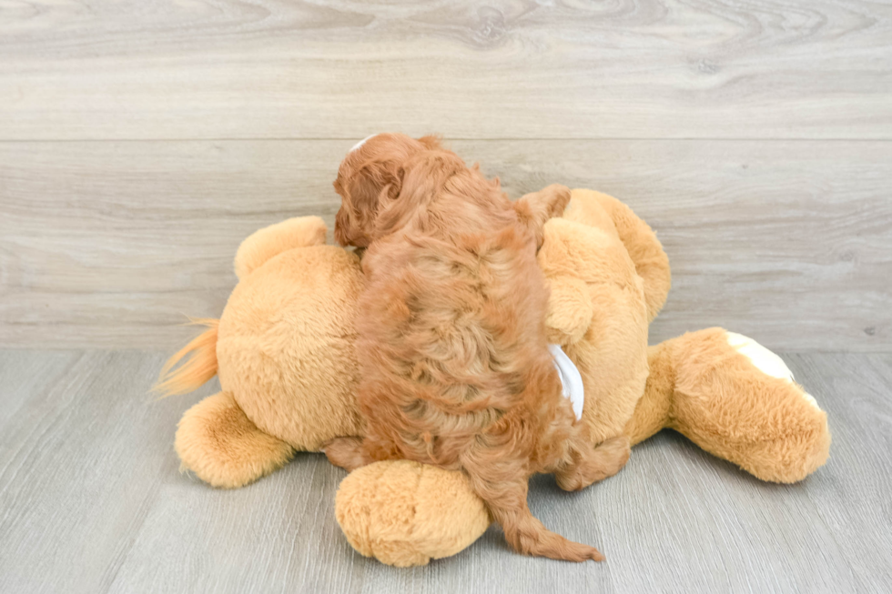 Cavapoo Pup Being Cute