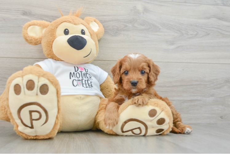 Best Cavapoo Baby