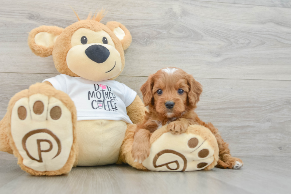 Best Cavapoo Baby