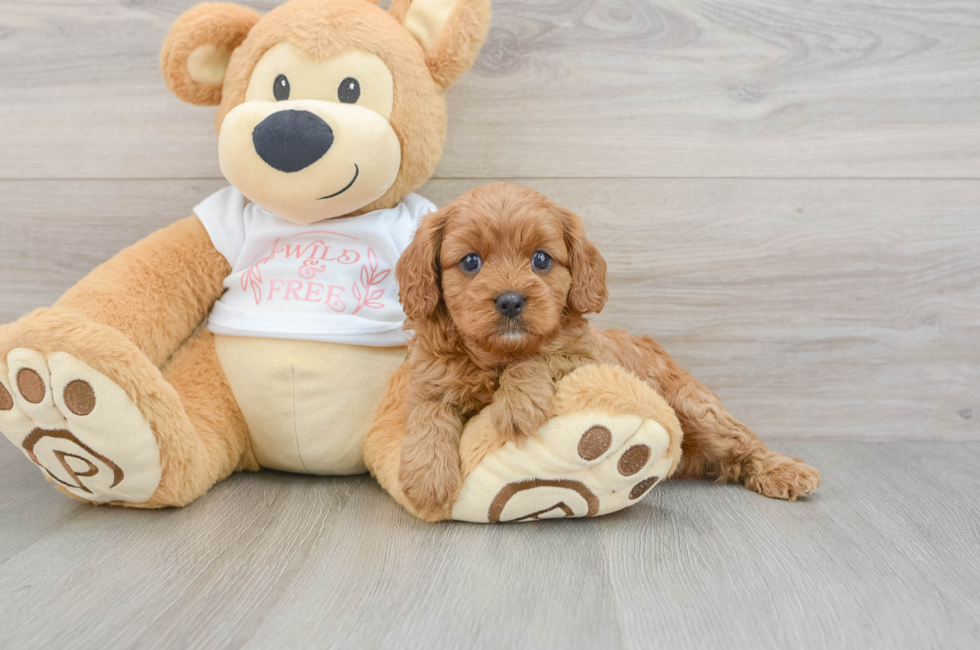 6 week old Cavapoo Puppy For Sale - Pilesgrove Pups
