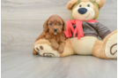 Cavapoo Puppy for Adoption