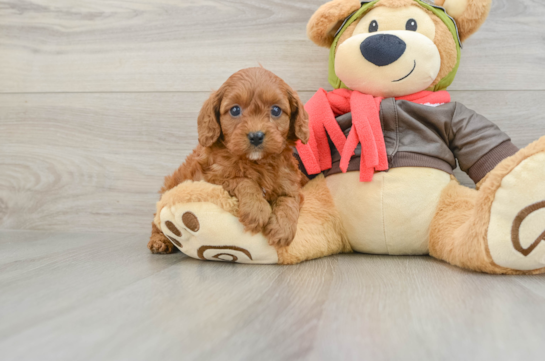 Cavapoo Puppy for Adoption
