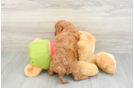 Happy Cavapoo Baby