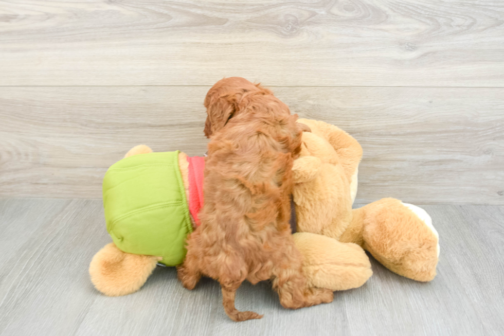 Happy Cavapoo Baby