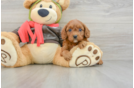 Cavapoo Puppy for Adoption