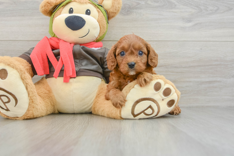 Cavapoo Puppy for Adoption