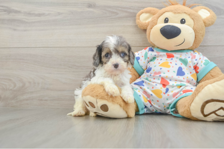 Smart Cavapoo Poodle Mix Pup