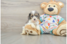 Smart Cavapoo Poodle Mix Pup