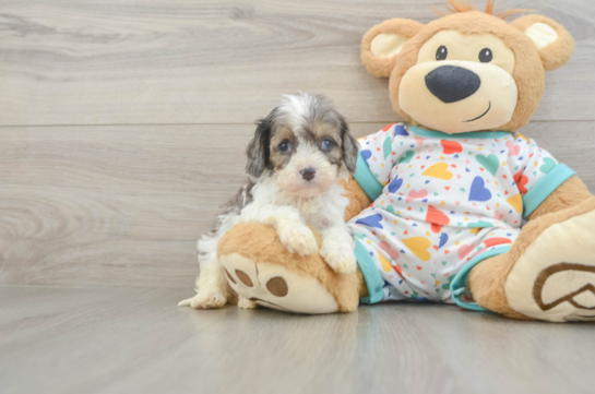 Smart Cavapoo Poodle Mix Pup