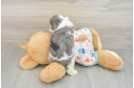 Best Cavapoo Baby