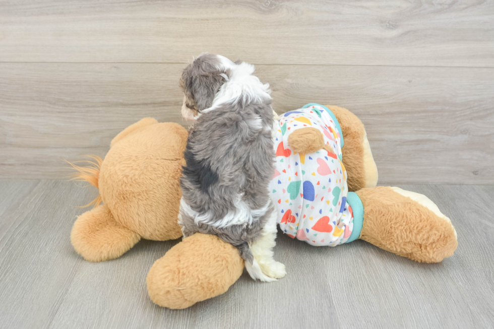 Best Cavapoo Baby