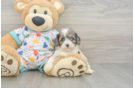 Best Cavapoo Baby