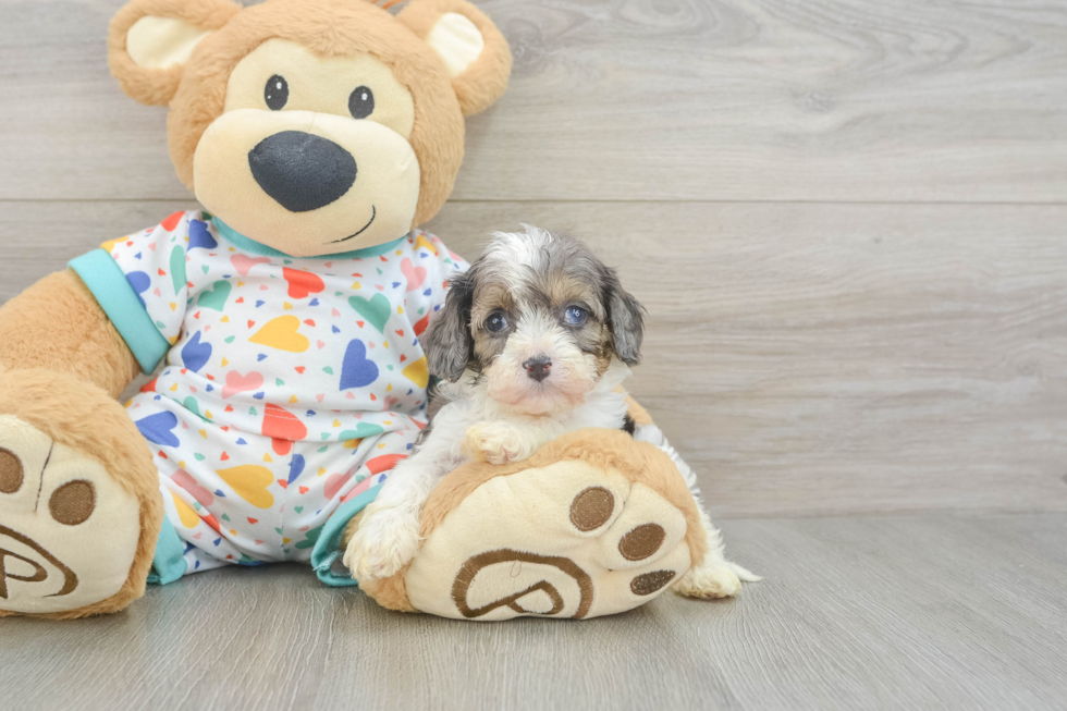 Best Cavapoo Baby