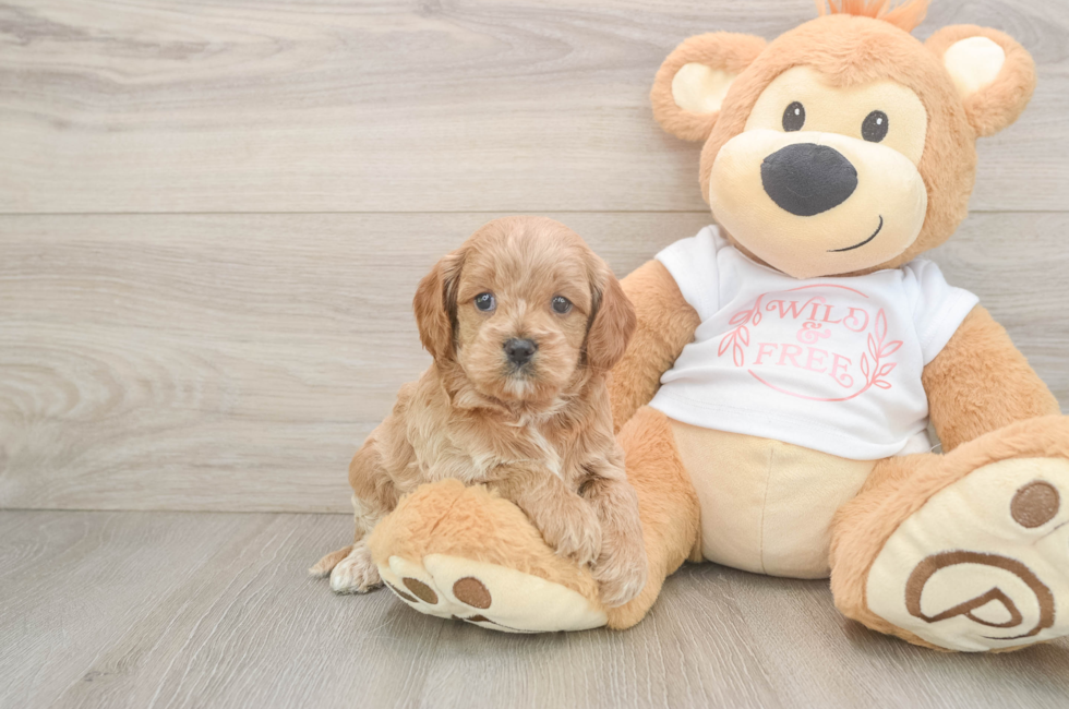 5 week old Cavapoo Puppy For Sale - Pilesgrove Pups