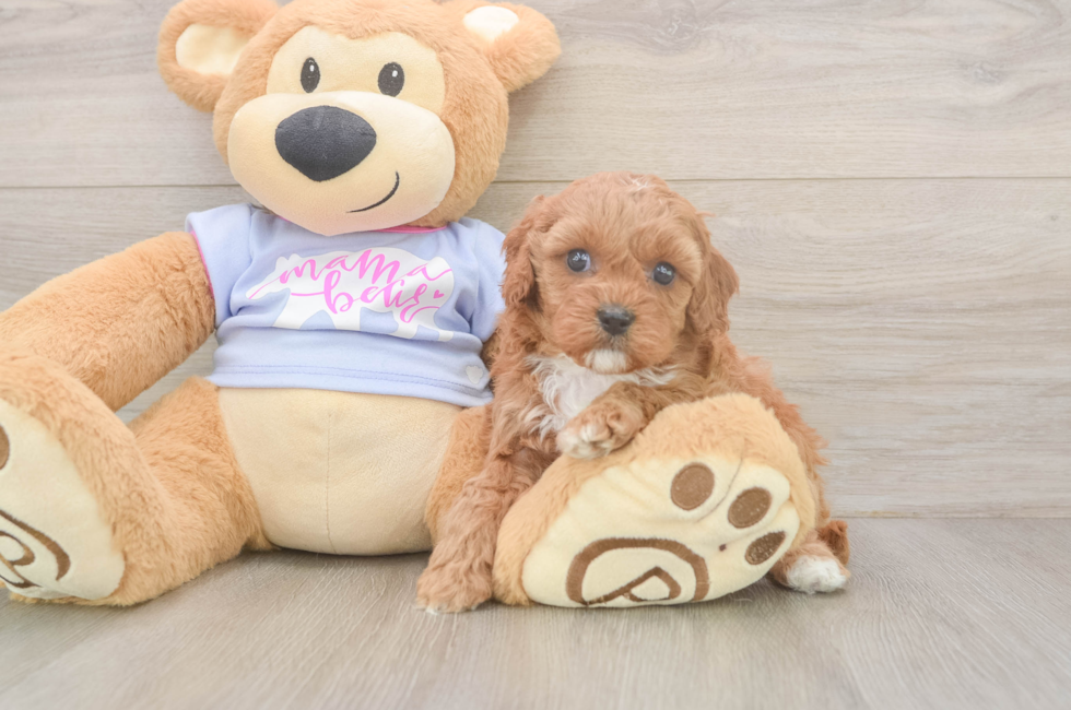 5 week old Cavapoo Puppy For Sale - Pilesgrove Pups