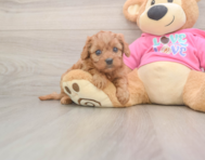 6 week old Cavapoo Puppy For Sale - Pilesgrove Pups