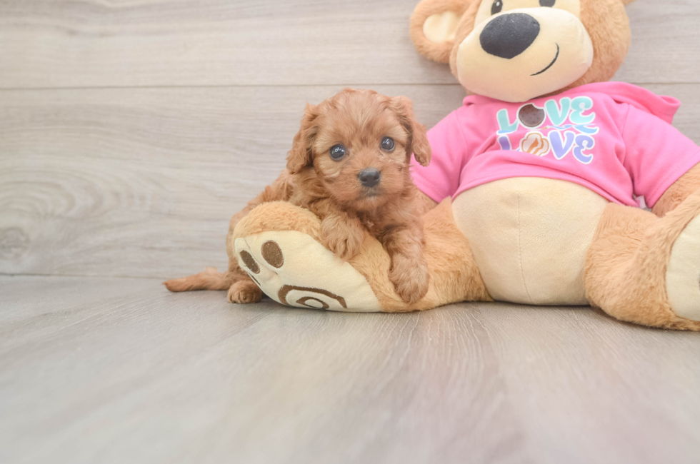 5 week old Cavapoo Puppy For Sale - Pilesgrove Pups