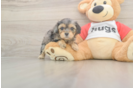 Energetic Cavoodle Poodle Mix Puppy