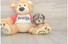 Cavapoo Pup Being Cute