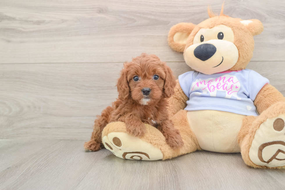 Popular Cavapoo Poodle Mix Pup