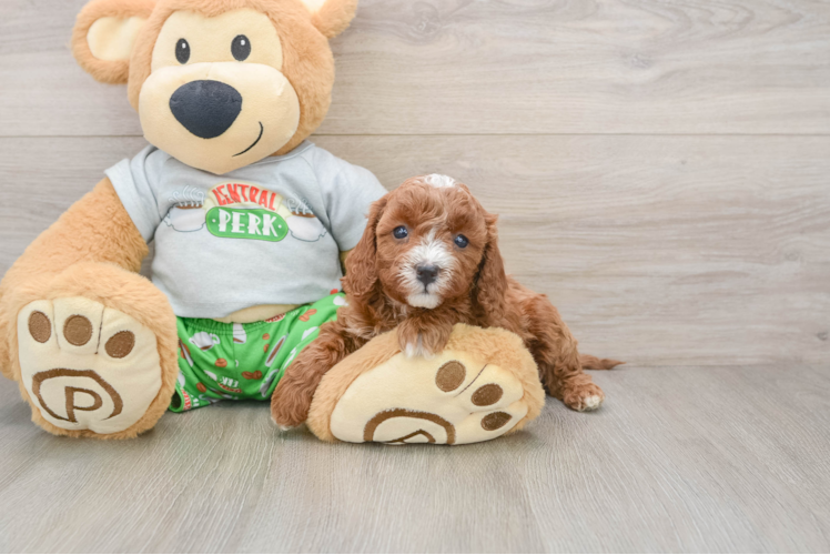 Cavapoo Pup Being Cute