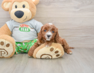 8 week old Cavapoo Puppy For Sale - Pilesgrove Pups