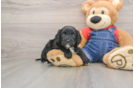 Cavapoo Pup Being Cute