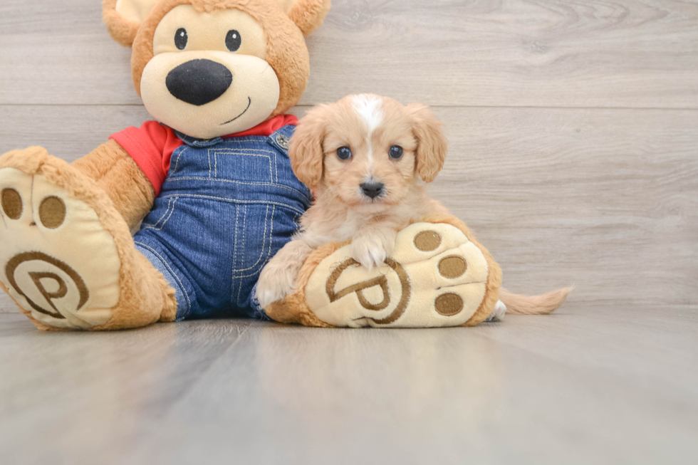 Happy Cavapoo Baby