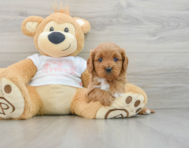 7 week old Cavapoo Puppy For Sale - Pilesgrove Pups