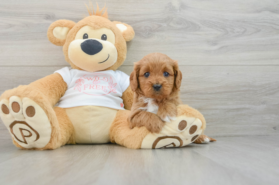 6 week old Cavapoo Puppy For Sale - Pilesgrove Pups