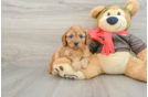 Cavapoo Puppy for Adoption