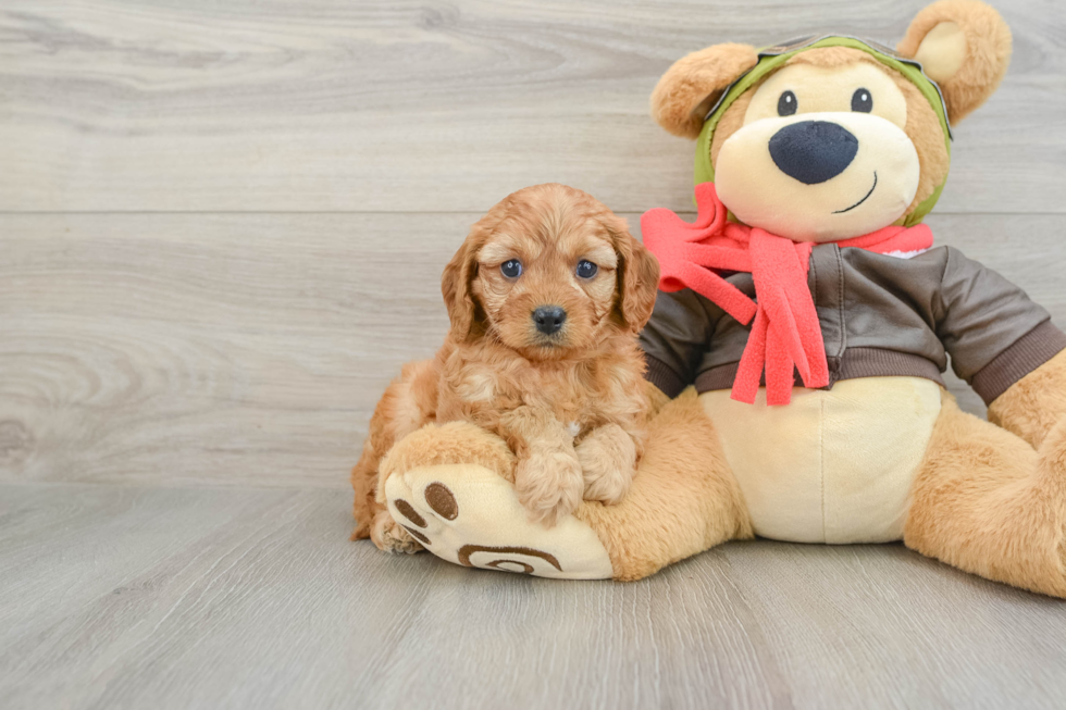 Cavapoo Puppy for Adoption