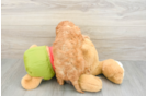 Adorable Cavalier King Charles Spaniel and Poodle Mix Poodle Mix Puppy