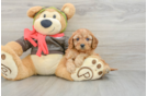 Energetic Cavoodle Poodle Mix Puppy