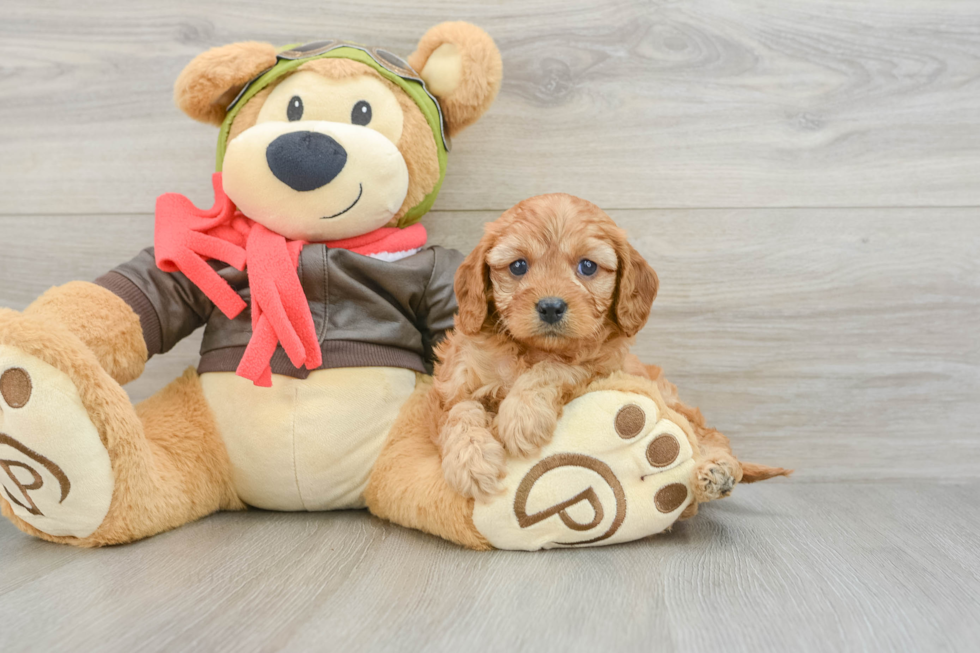 Energetic Cavoodle Poodle Mix Puppy
