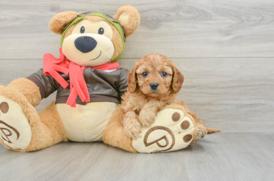 Energetic Cavoodle Poodle Mix Puppy
