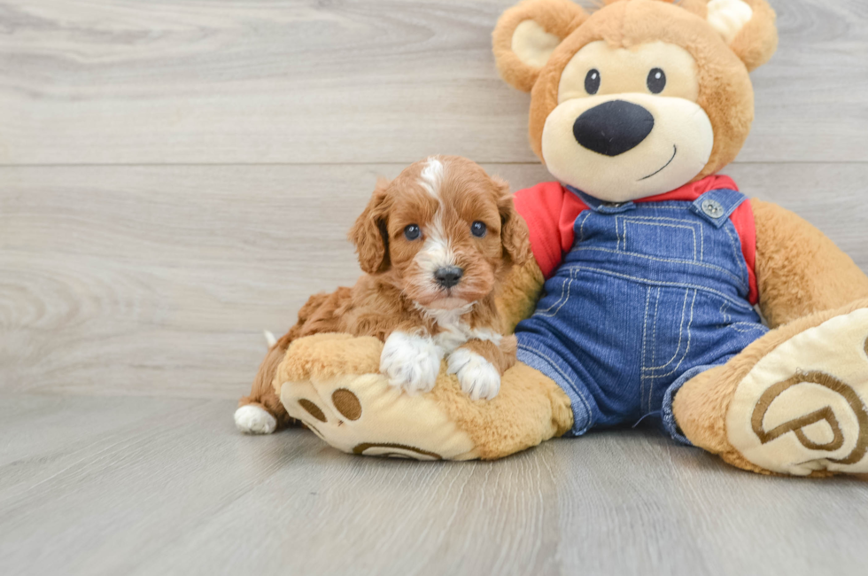 6 week old Cavapoo Puppy For Sale - Pilesgrove Pups