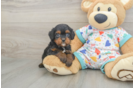 Cavapoo Puppy for Adoption
