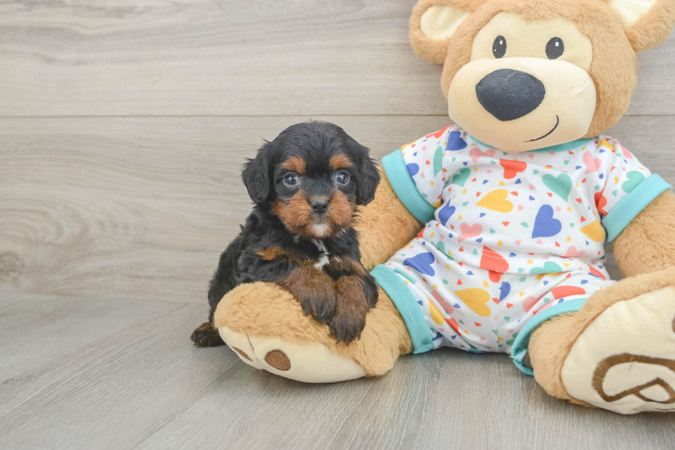 Cavapoo Puppy for Adoption