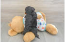 Cavapoo Puppy for Adoption