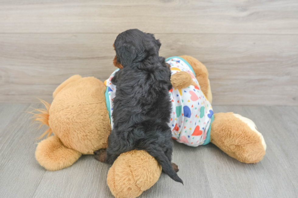 Cavapoo Puppy for Adoption
