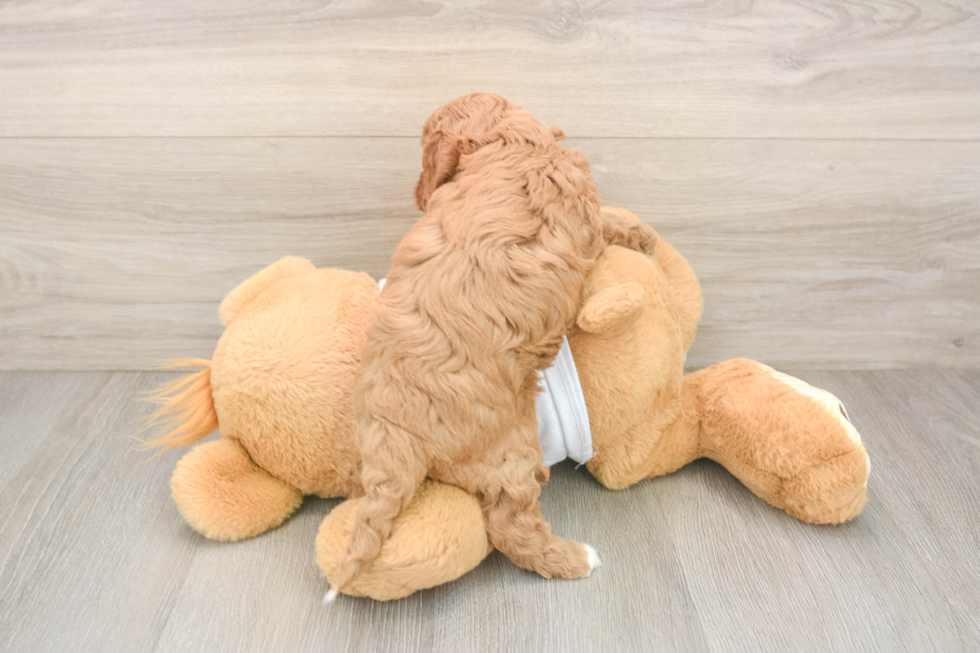 Best Cavapoo Baby