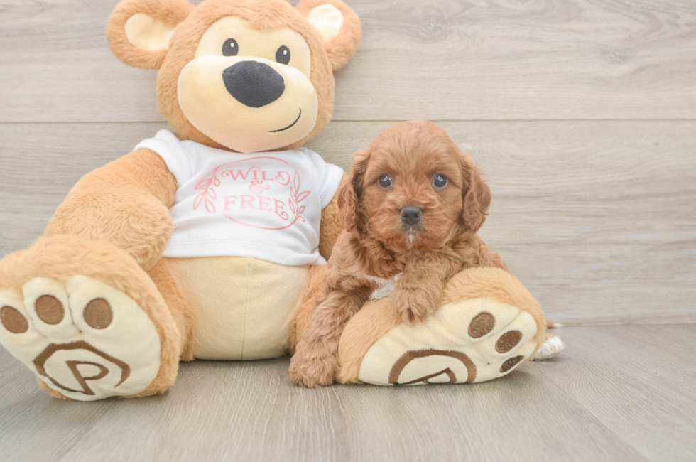 5 week old Cavapoo Puppy For Sale - Pilesgrove Pups
