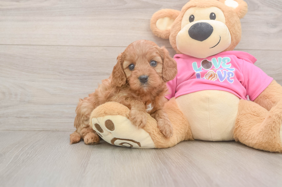 5 week old Cavapoo Puppy For Sale - Pilesgrove Pups
